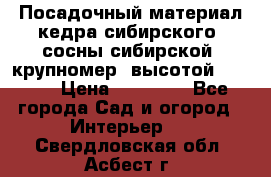 Посадочный материал кедра сибирского (сосны сибирской) крупномер, высотой 3-3.5  › Цена ­ 19 800 - Все города Сад и огород » Интерьер   . Свердловская обл.,Асбест г.